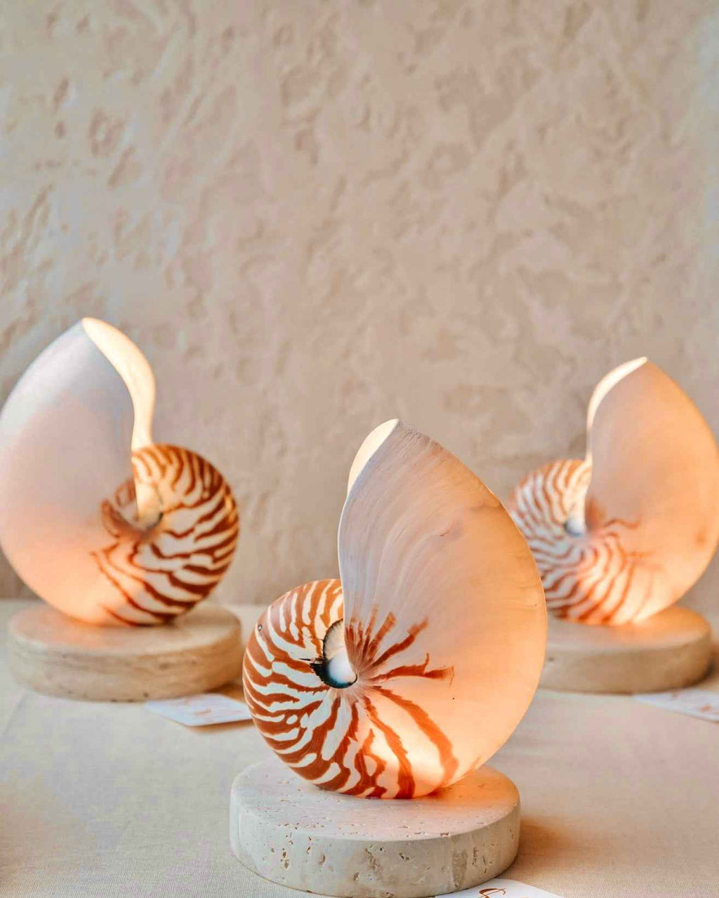 Best Shell Lamps Nautilus Shell Lamp - Large – Shellamps