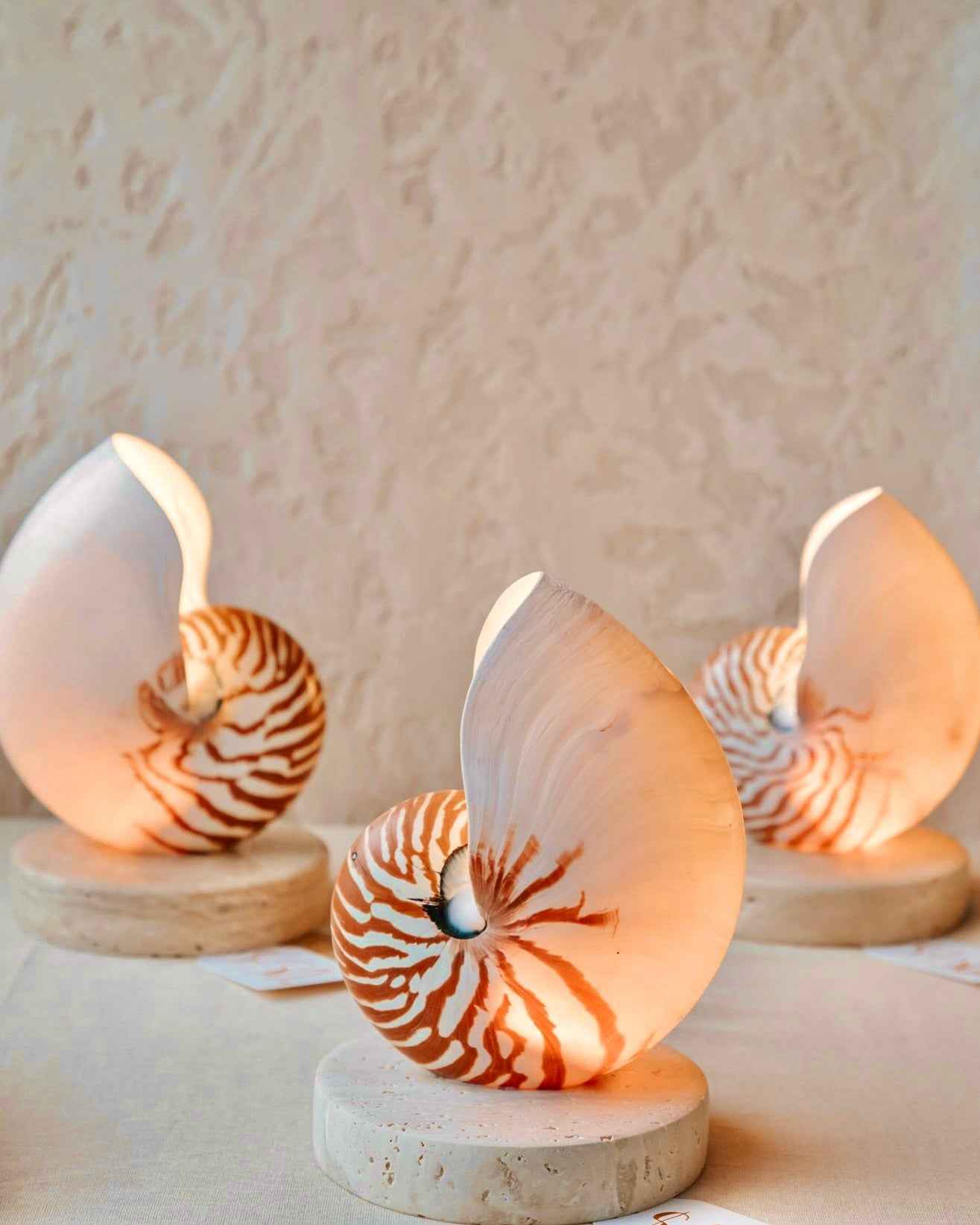 Nautilus Shell Lamp - Large