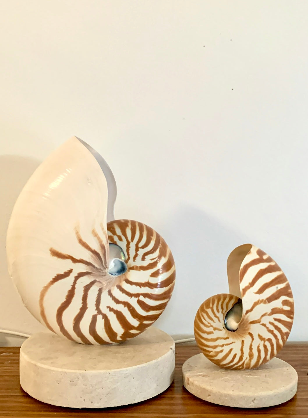 Nautilus Shell Lamp - Large