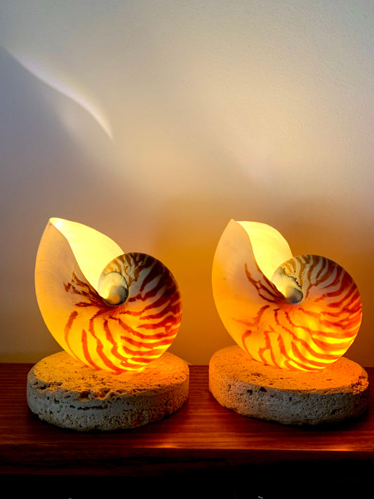 Large Nautilus Shell Lamp