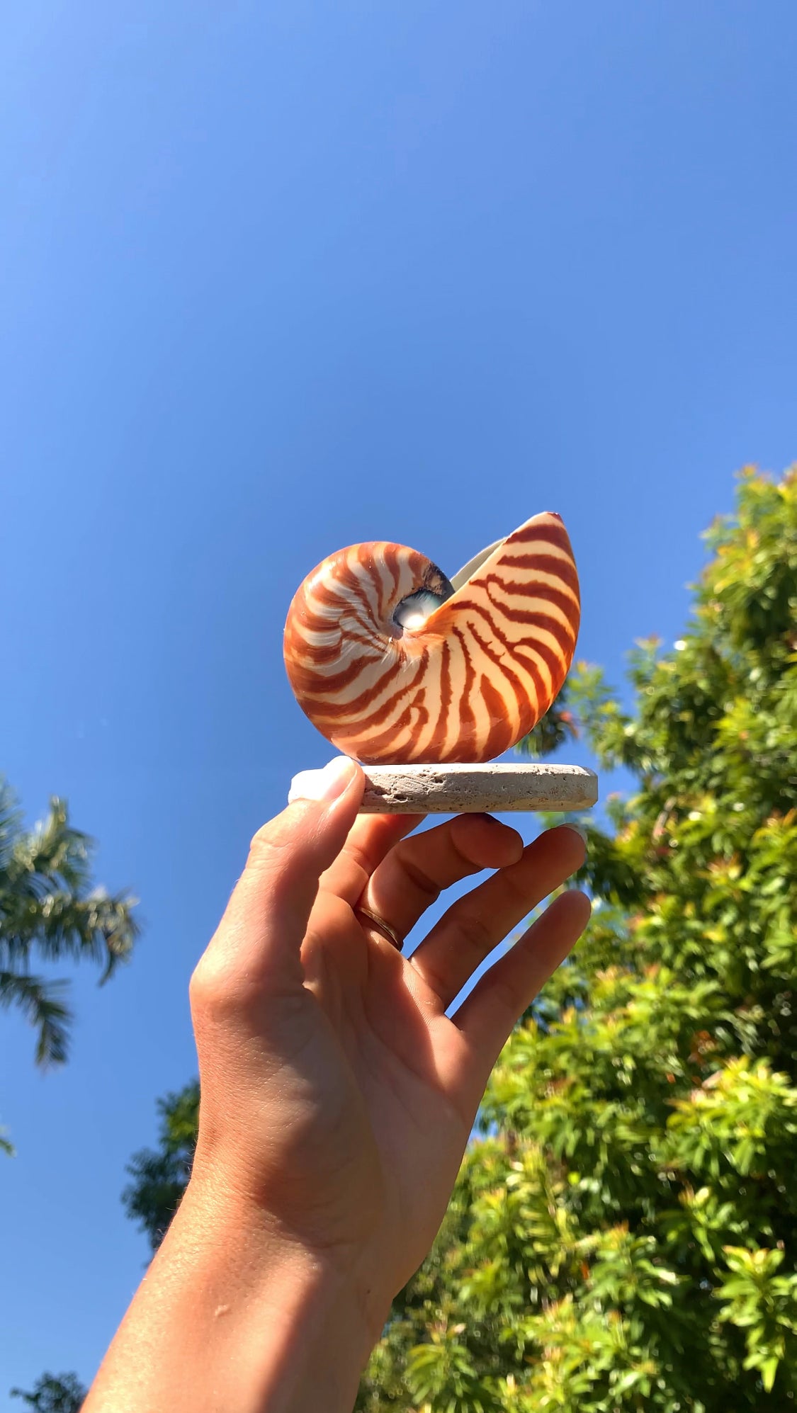 Small Nautilus Shell Lamp