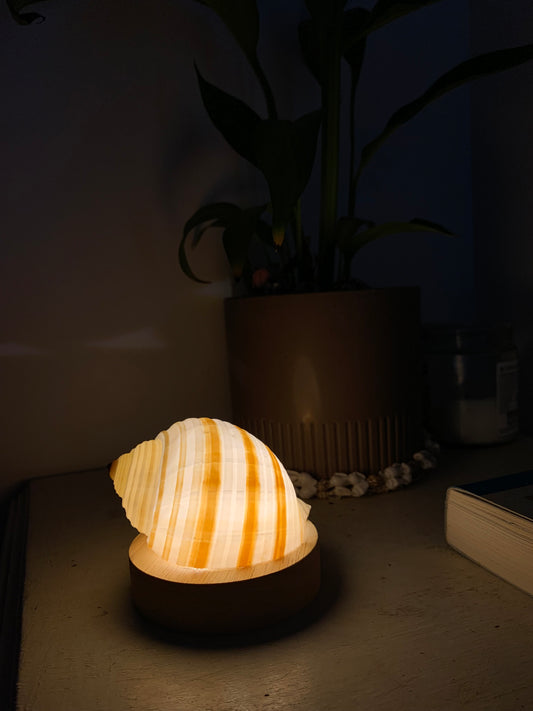 Tonna Sulcosa Shell Lamp