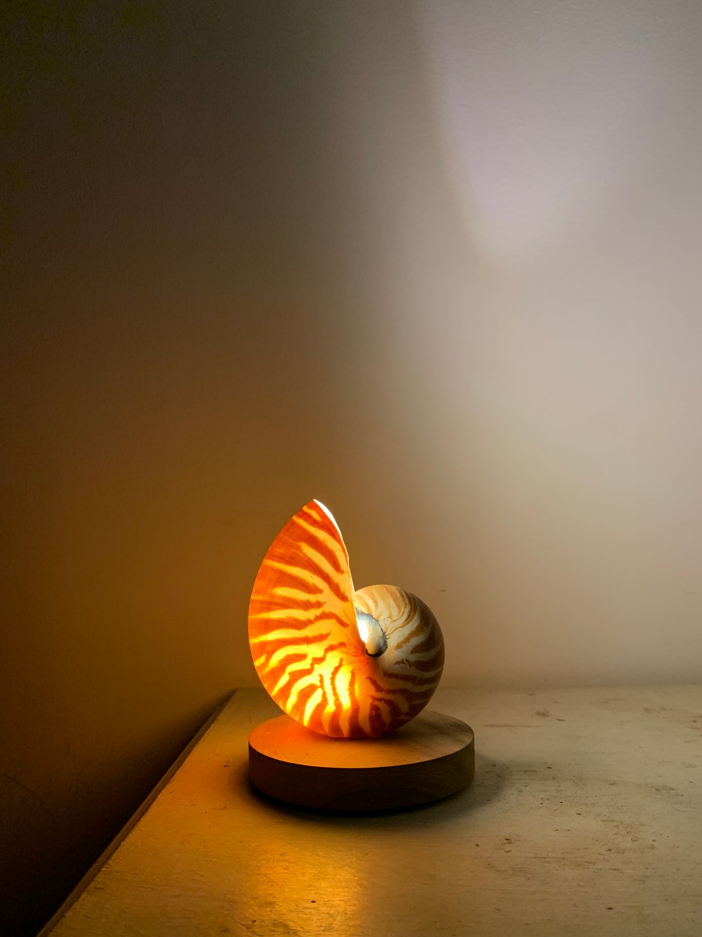 Small Nautilus Shell Lamp