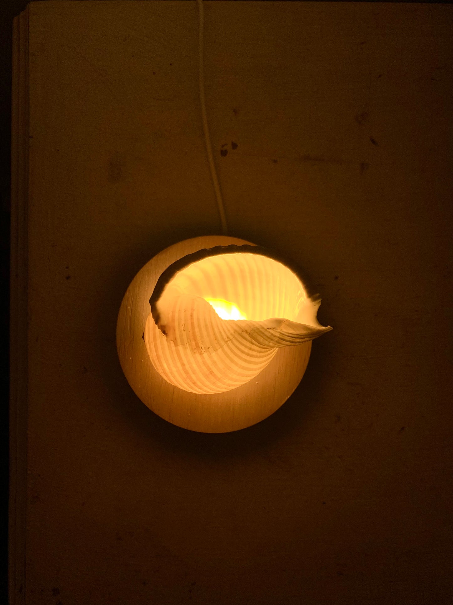 Tonna Sulcosa Shell Lamp