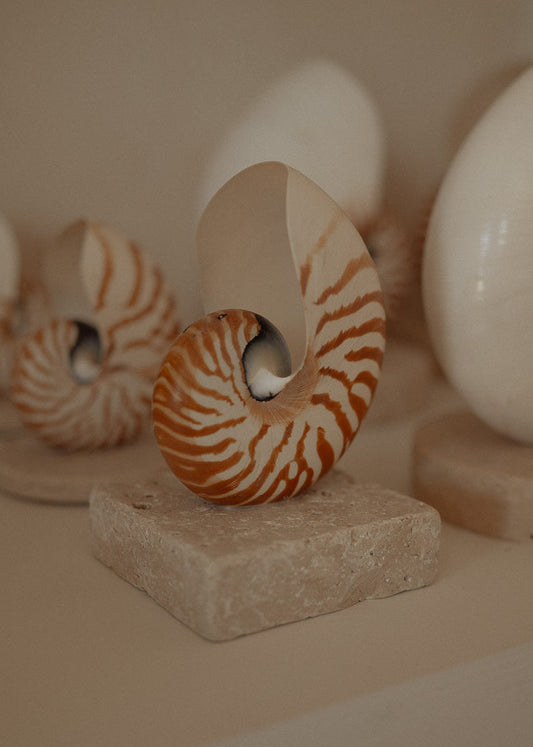 Nautilus Shell Lamp - Small Square (Discontinued)