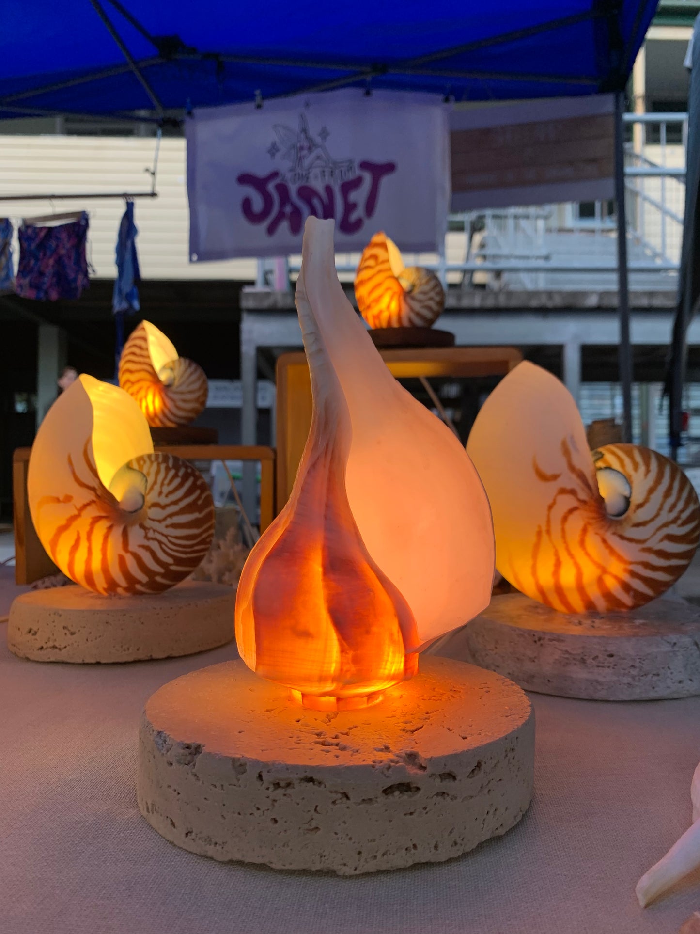 Lightning Whelk Shell Lamp