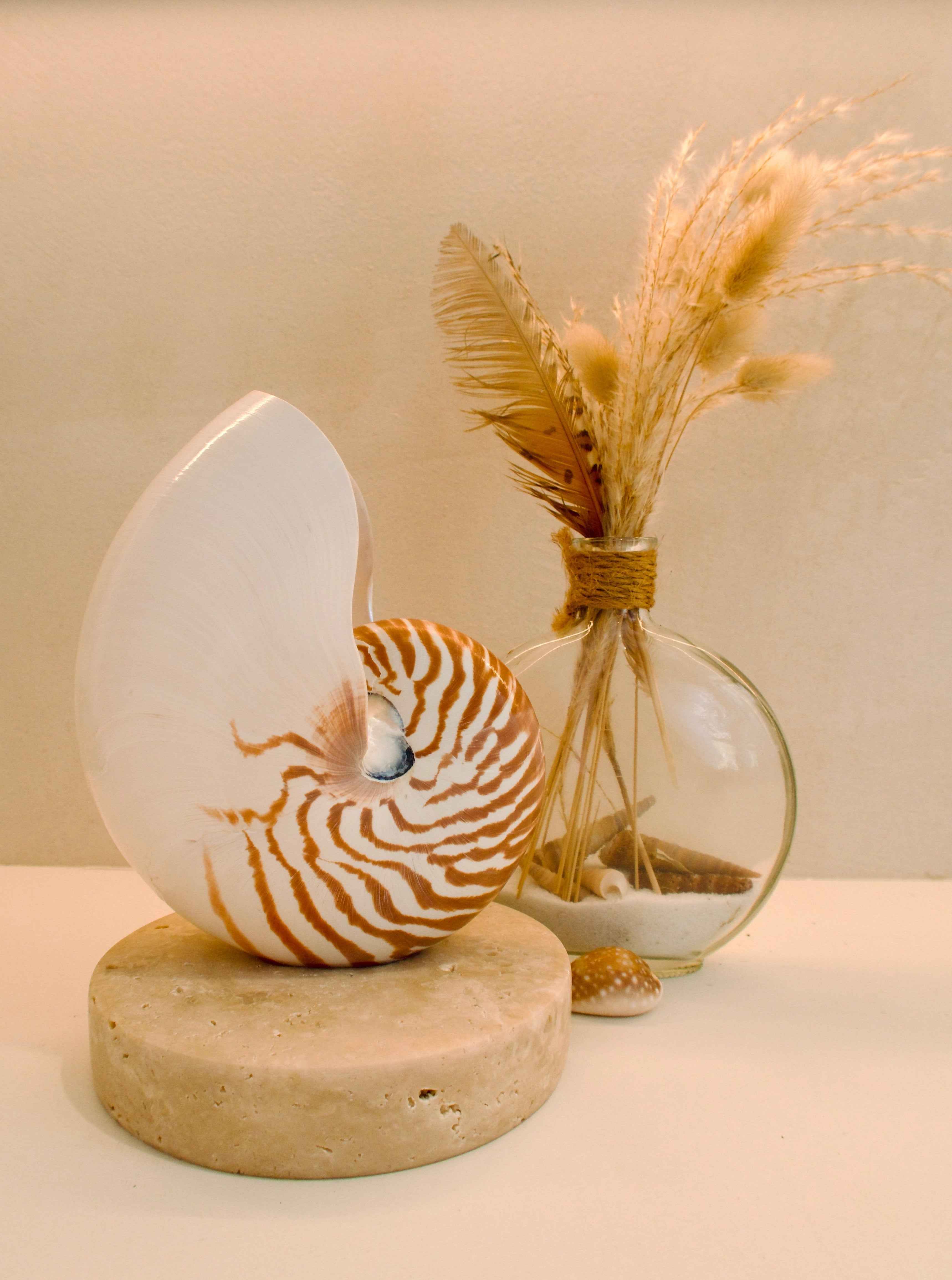 Nautilus Shell Lamp - Large