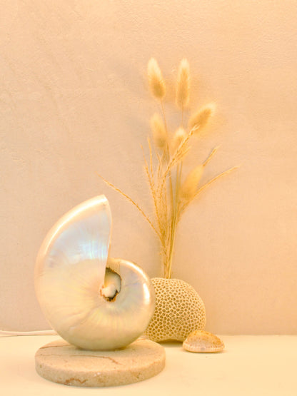 Decorative shell lamp with a mother of pearl nautilus shell on a travertine look base against a beige wall.
