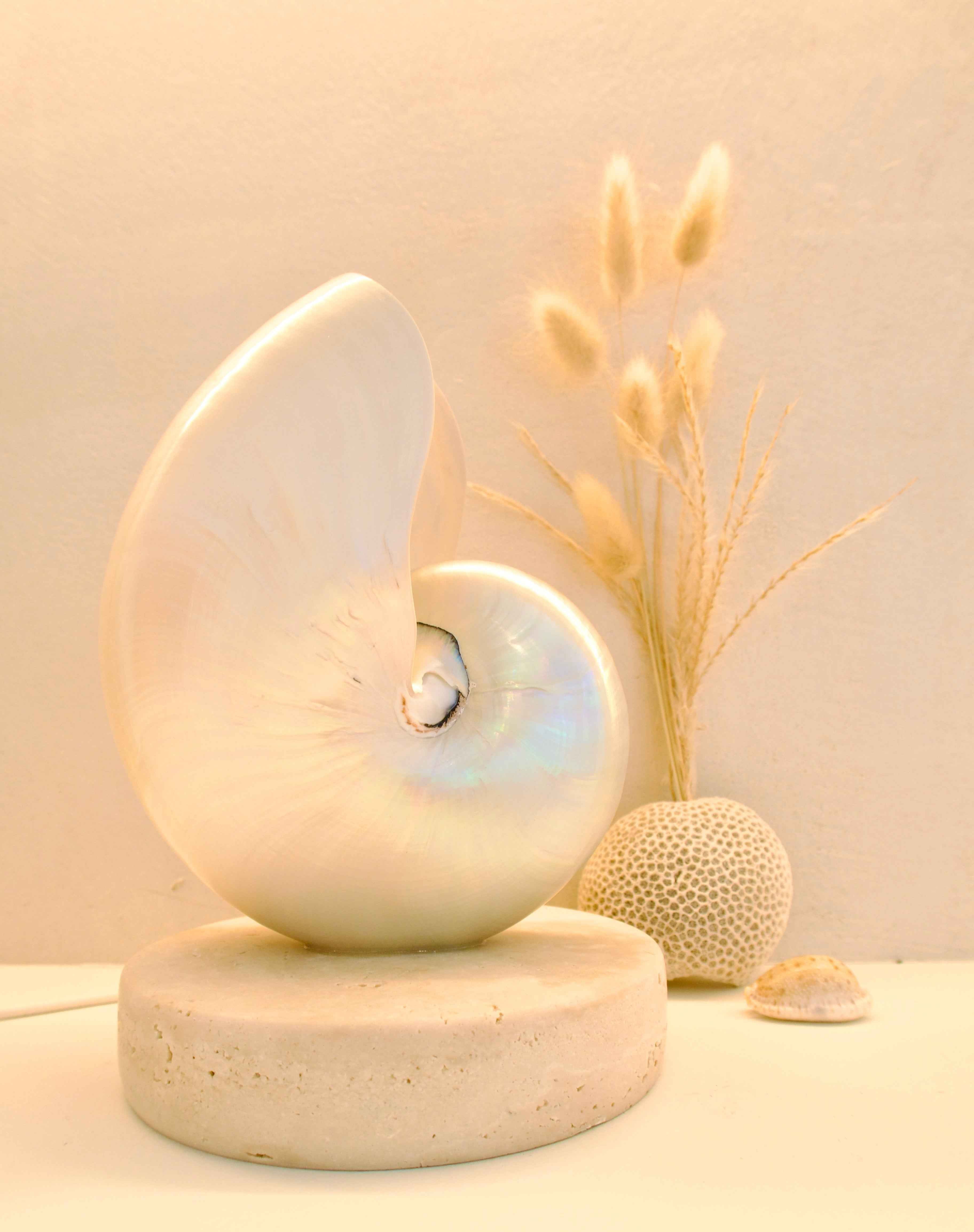 Mother of Pearl Nautilus - Large