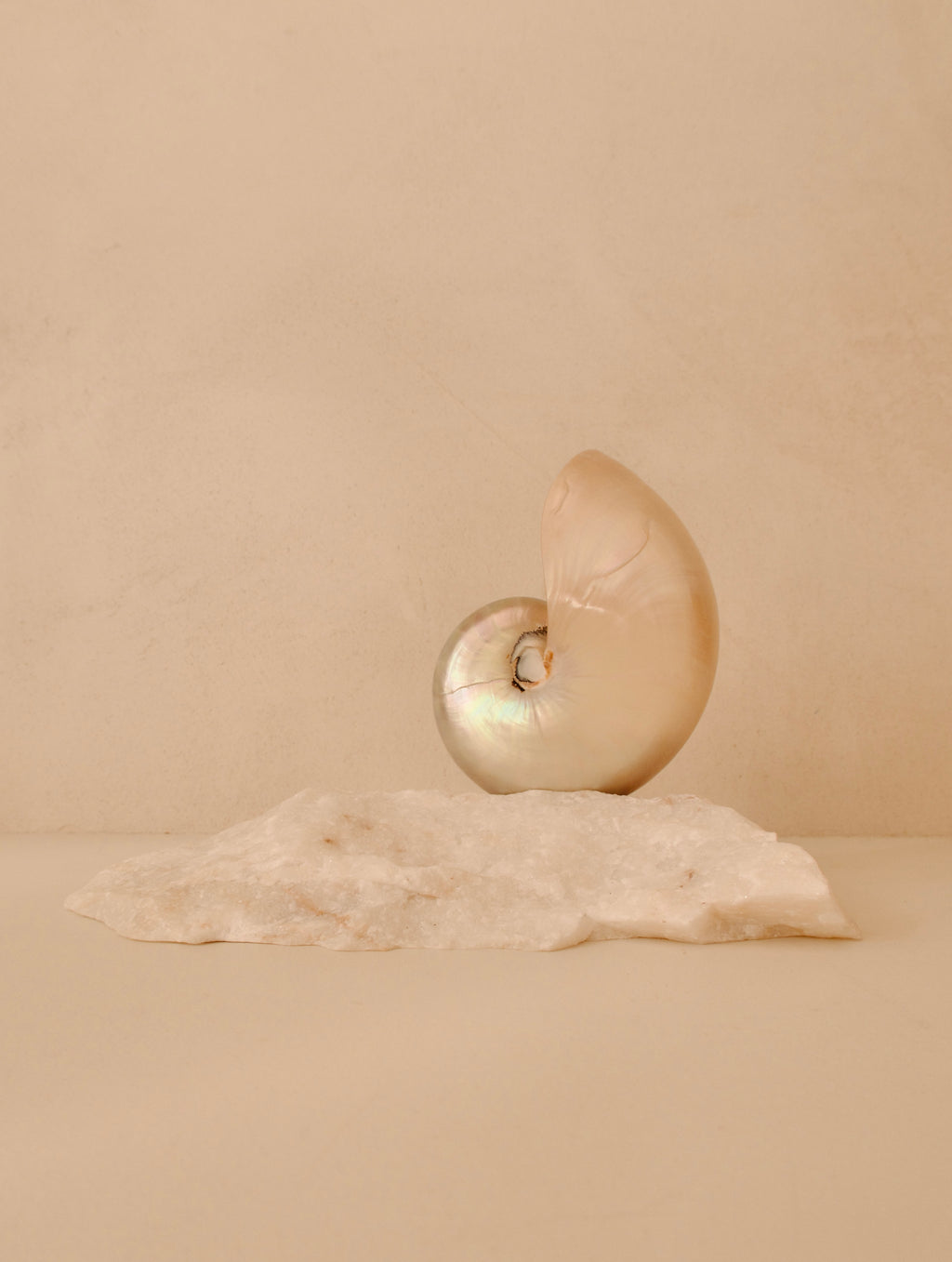 small mother of pearl nautilus shell lamp on a quartz base