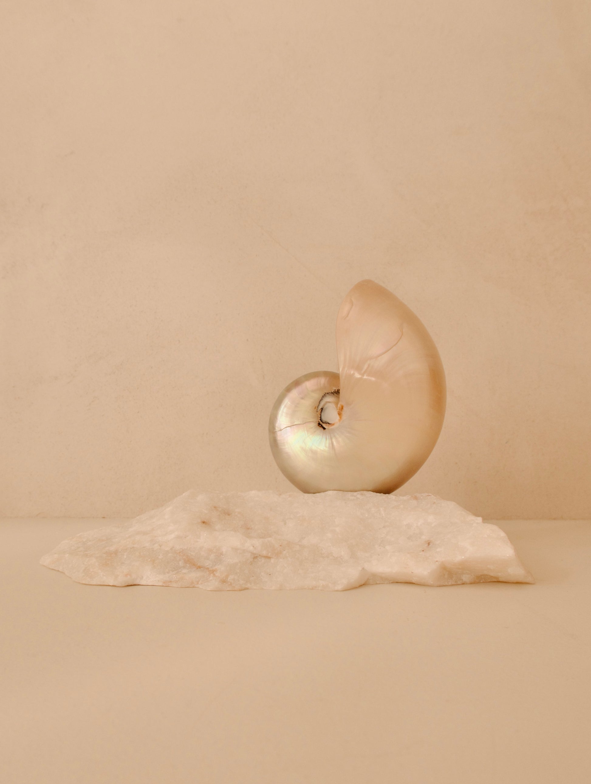 small mother of pearl nautilus shell lamp on a quartz base