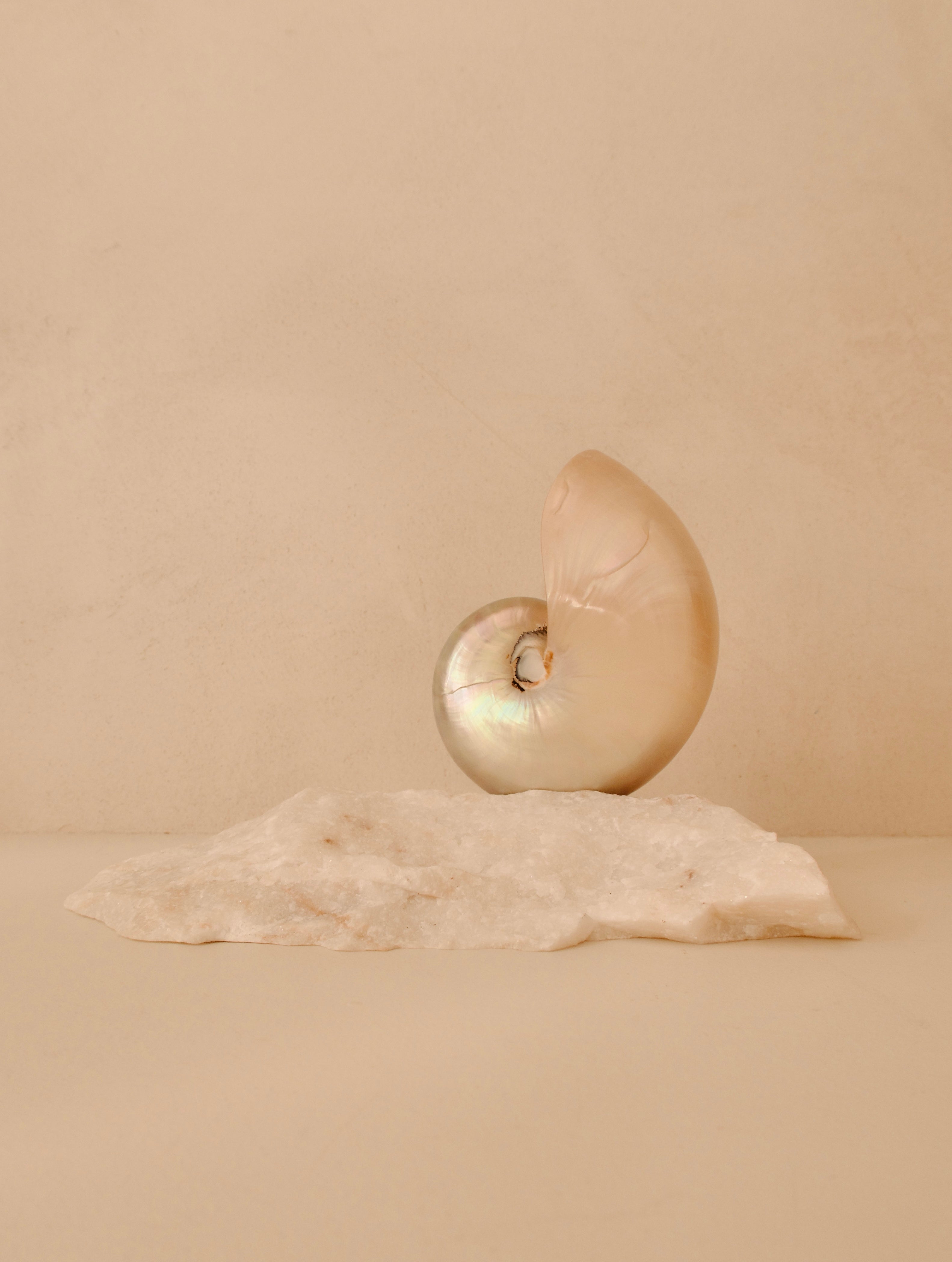 small mother of pearl nautilus shell lamp on a quartz base
