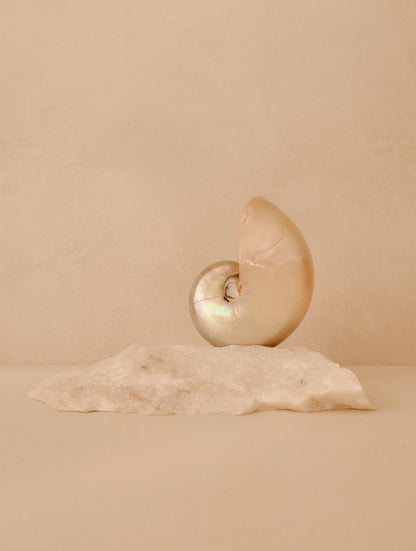 small mother of pearl nautilus shell lamp on a quartz base