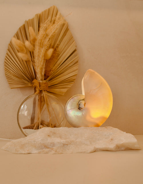 small mother of pearl nautilus shell lamp on a quartz base