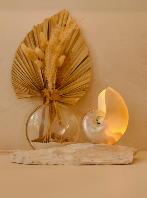 small mother of pearl nautilus shell lamp on a marble base