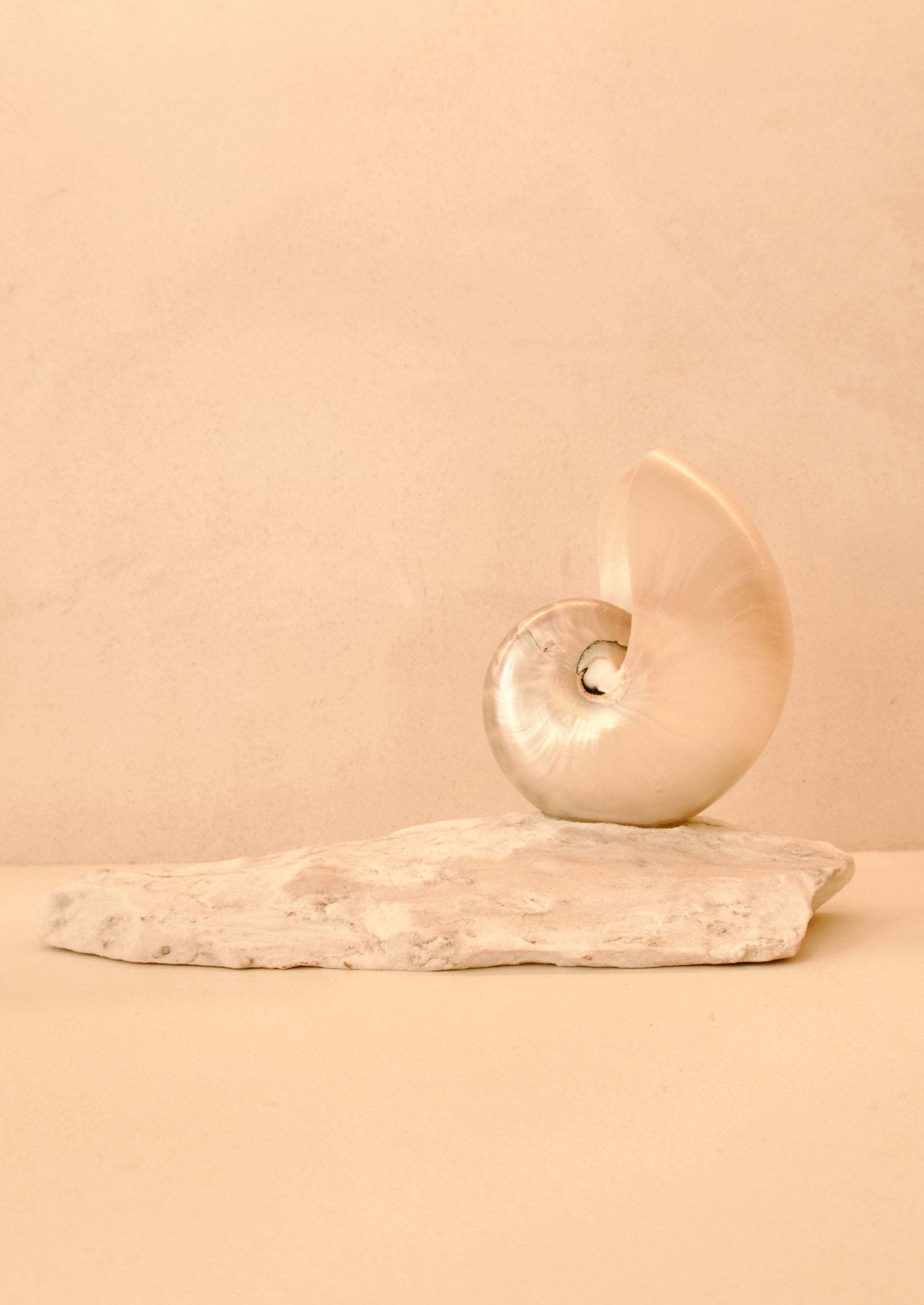 small mother of pearl nautilus shell lamp on a marble base