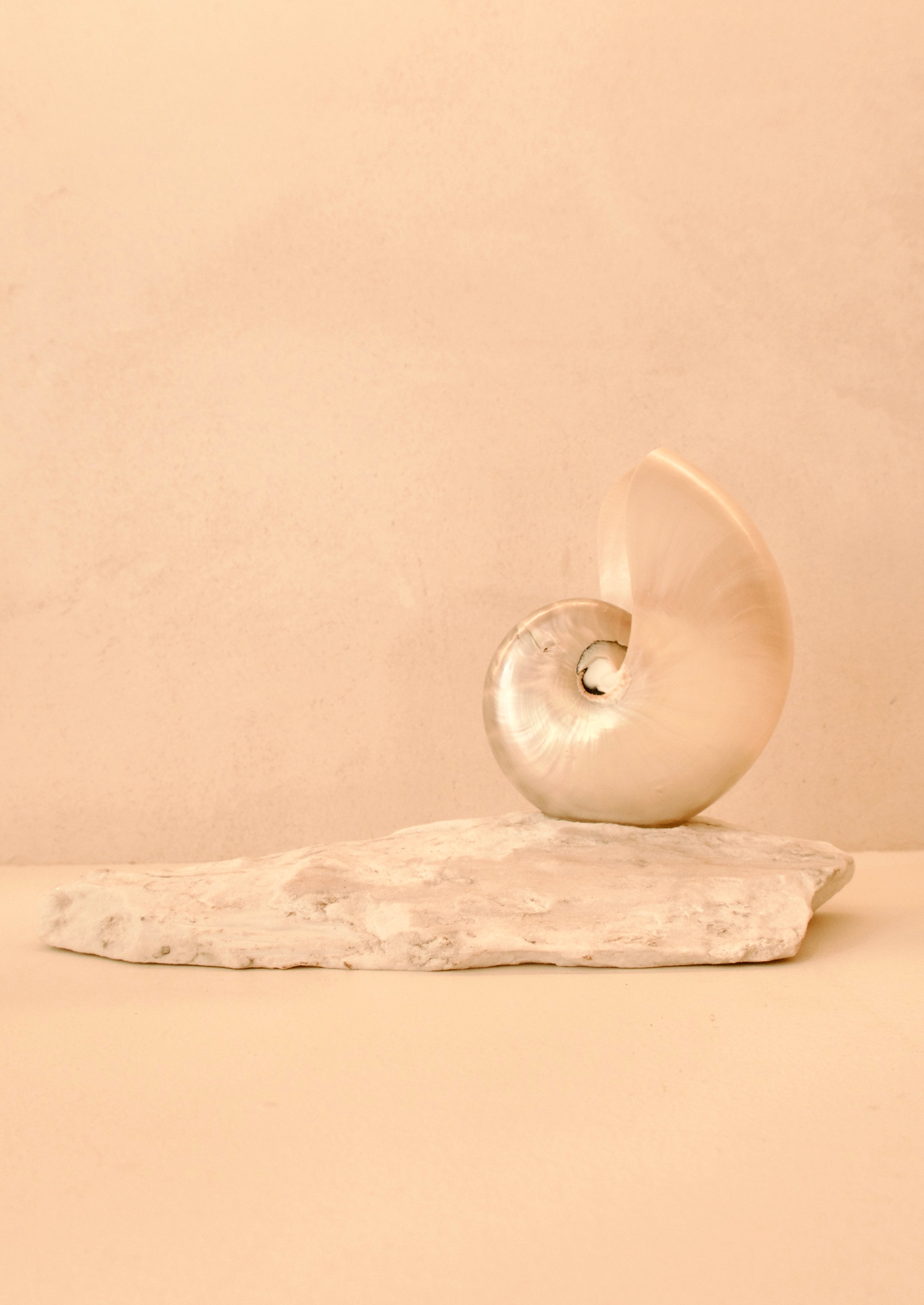small mother of pearl nautilus shell lamp on a marble base