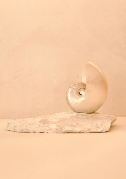 small mother of pearl nautilus shell lamp on a marble base