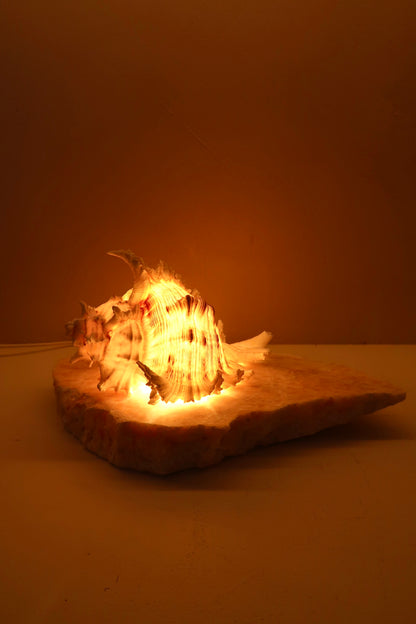 ramosus shell lamp on a quartz stone base with a neutral background