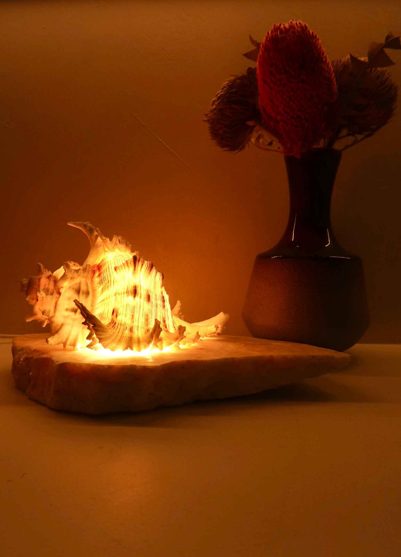 Ramosus Shellamp - Medium