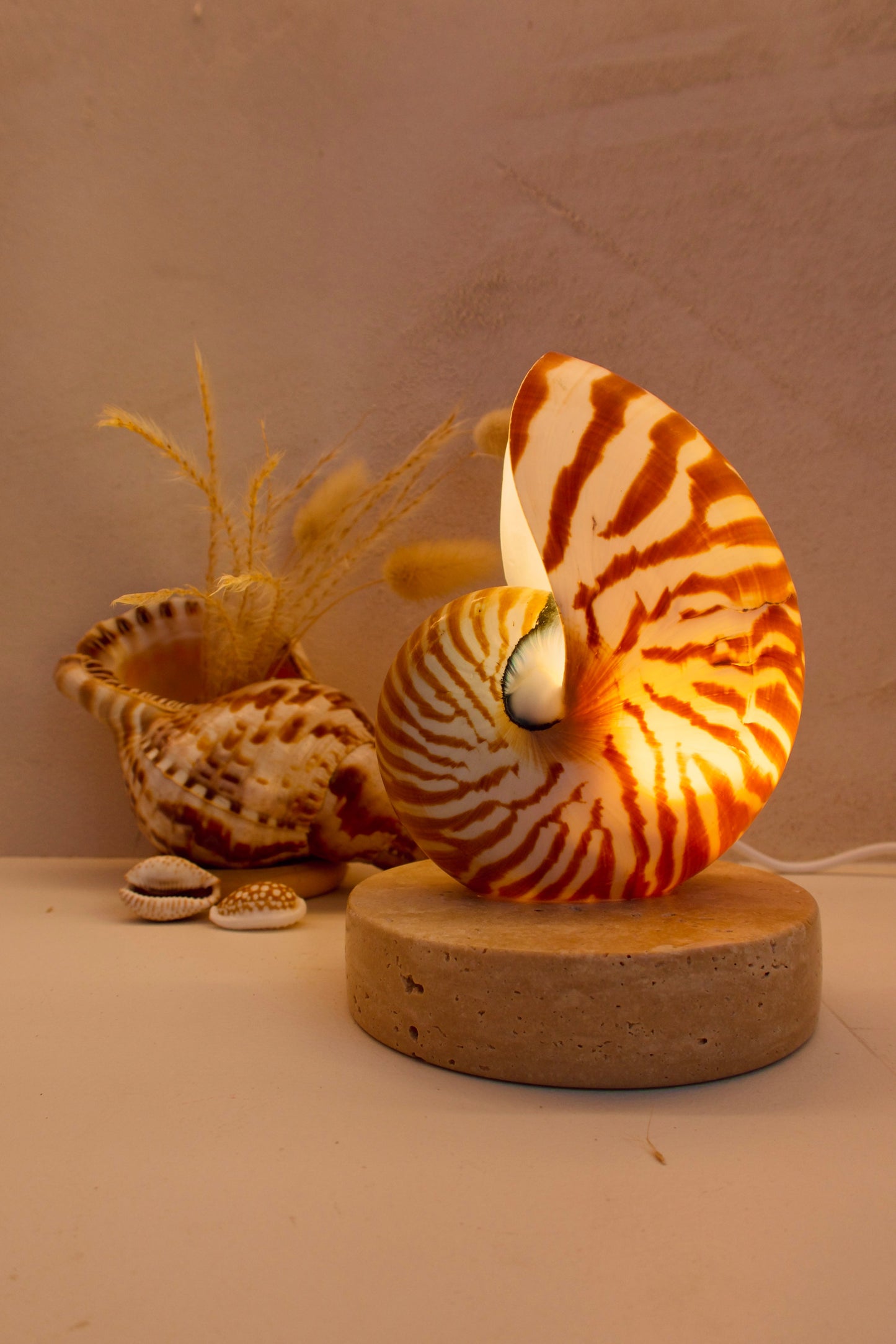 Nautilus Shell Lamp - Small