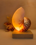 nautilus shell lamp on square travertine stone base