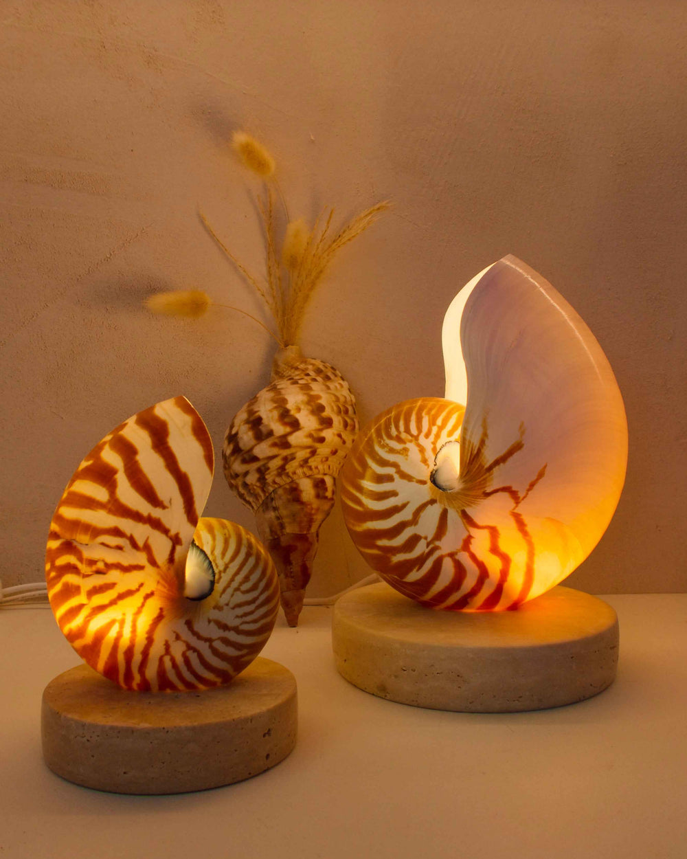 Nautilus Shell Lamp - Large