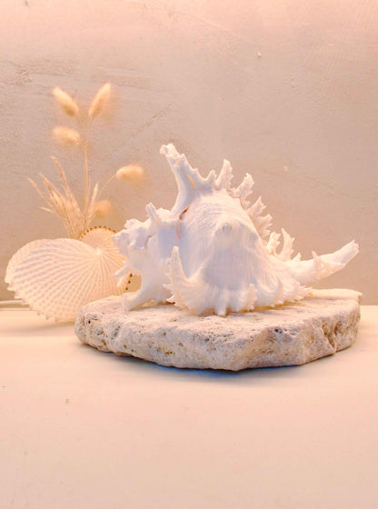 Ramosus Shellamp - Large