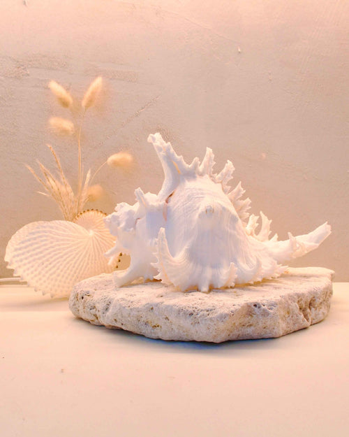 Ramosus Shellamp - Large