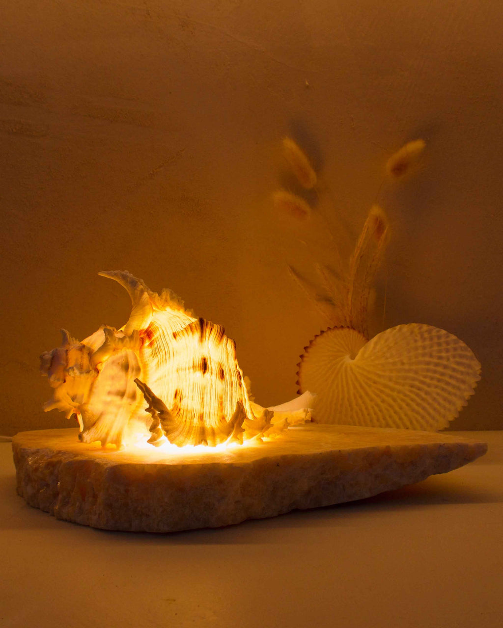 Ramosus Shellamp - Medium