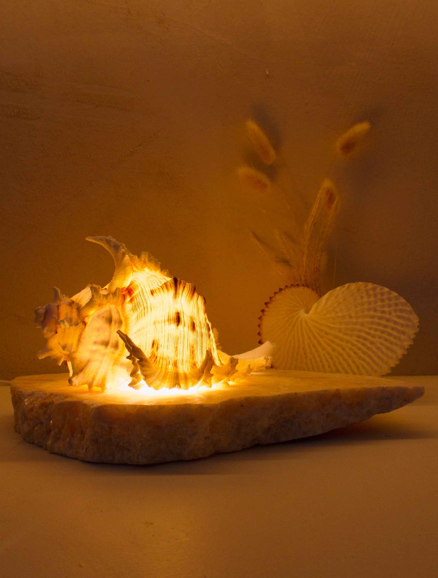 Ramosus Shellamp - Medium