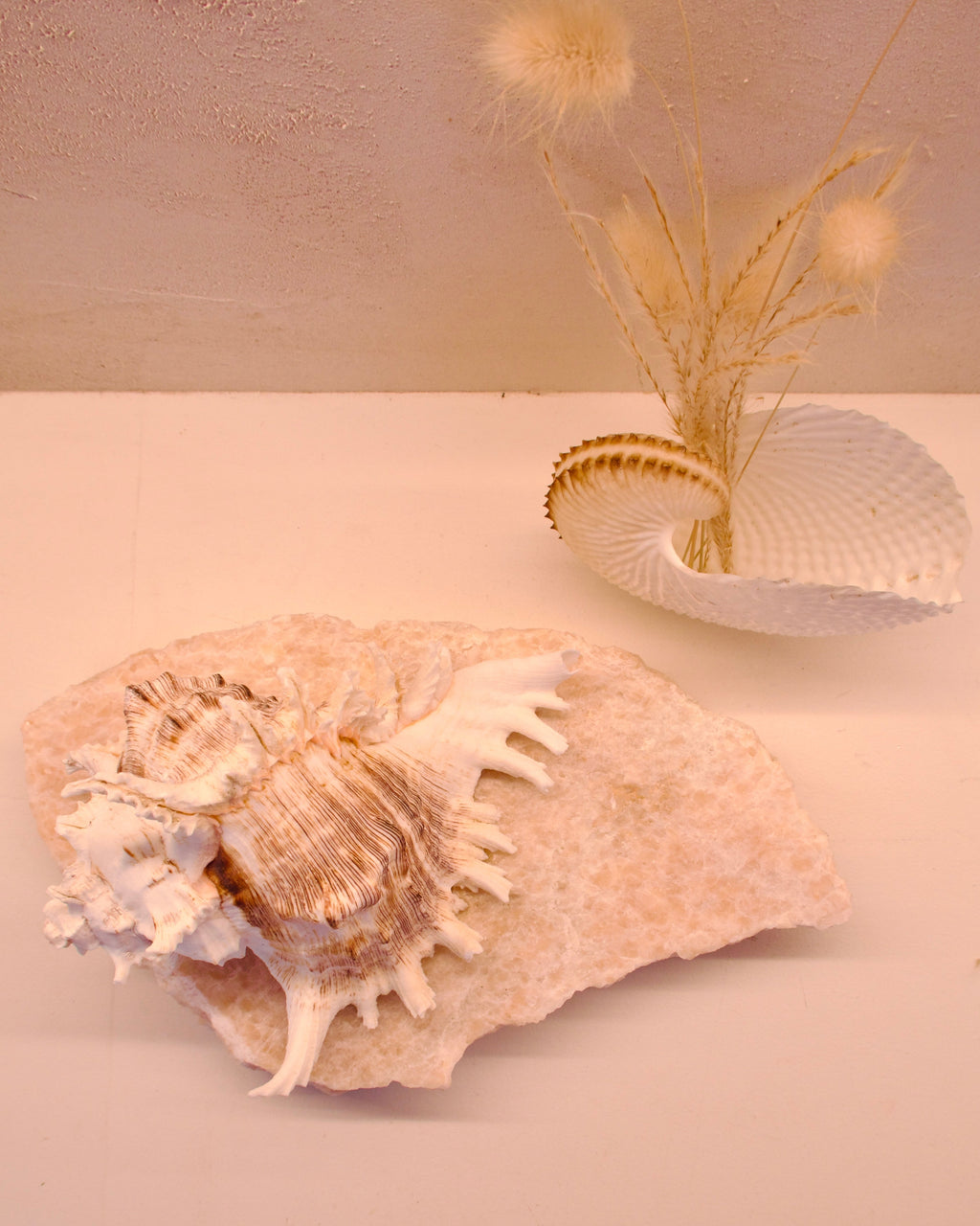 ramosus shell lamp on a quartz stone base with a neutral background