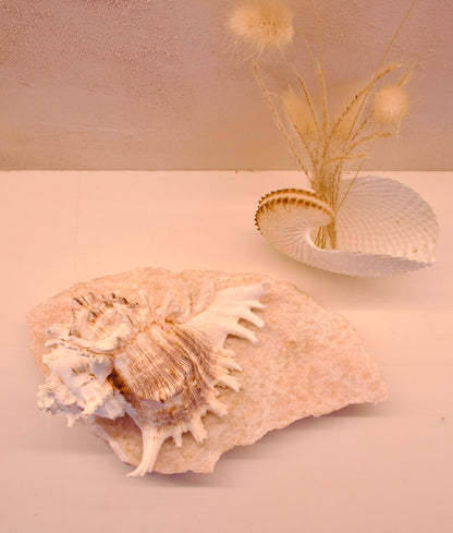 ramosus shell lamp on a quartz stone base with a neutral background
