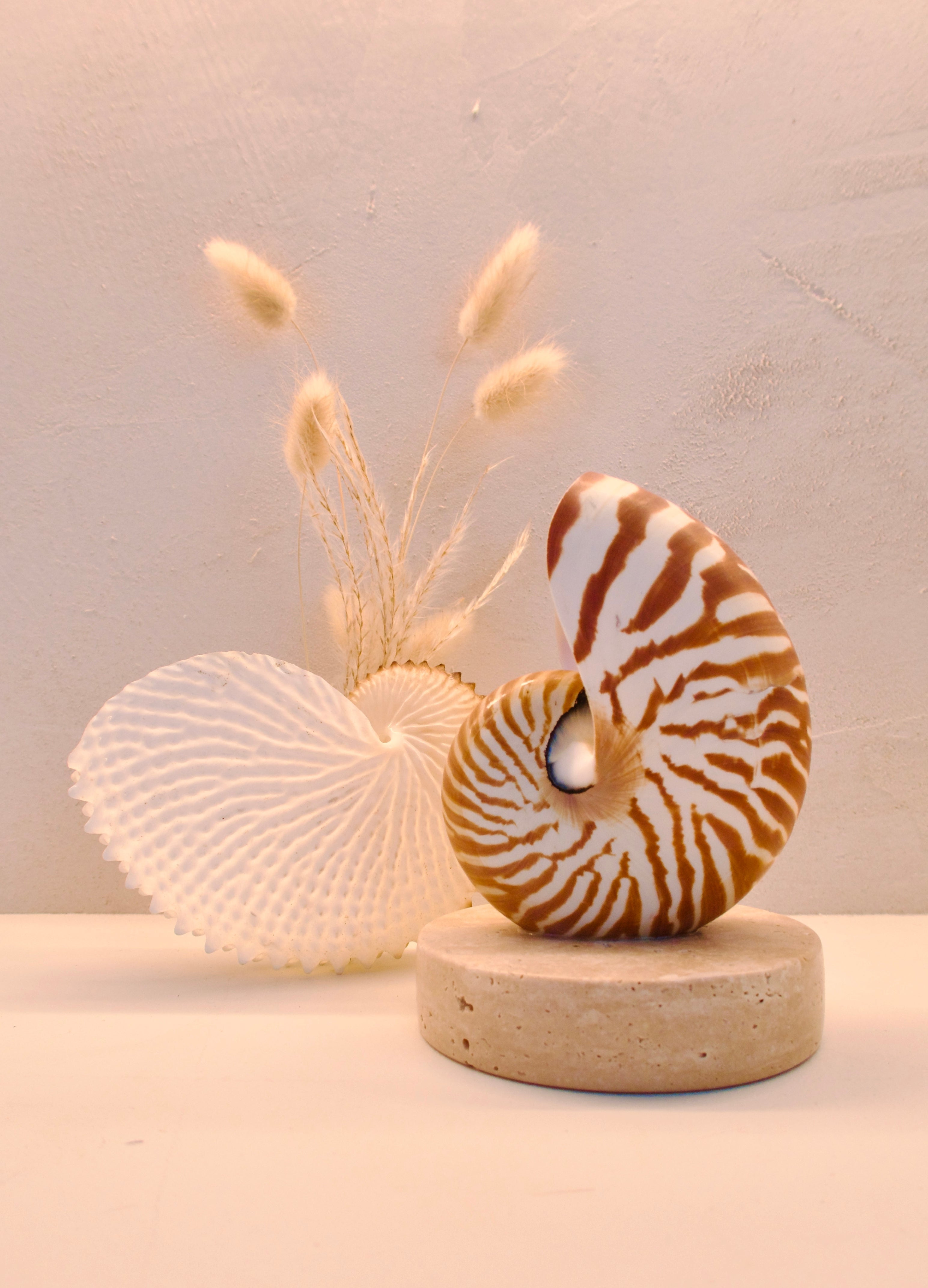 small nautilus shell bedside lamp on a travertine base