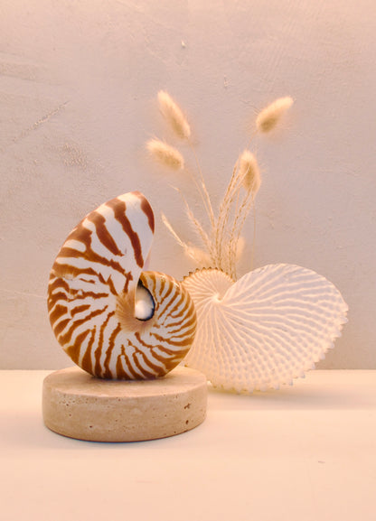 Nautilus Shell Lamp - Small