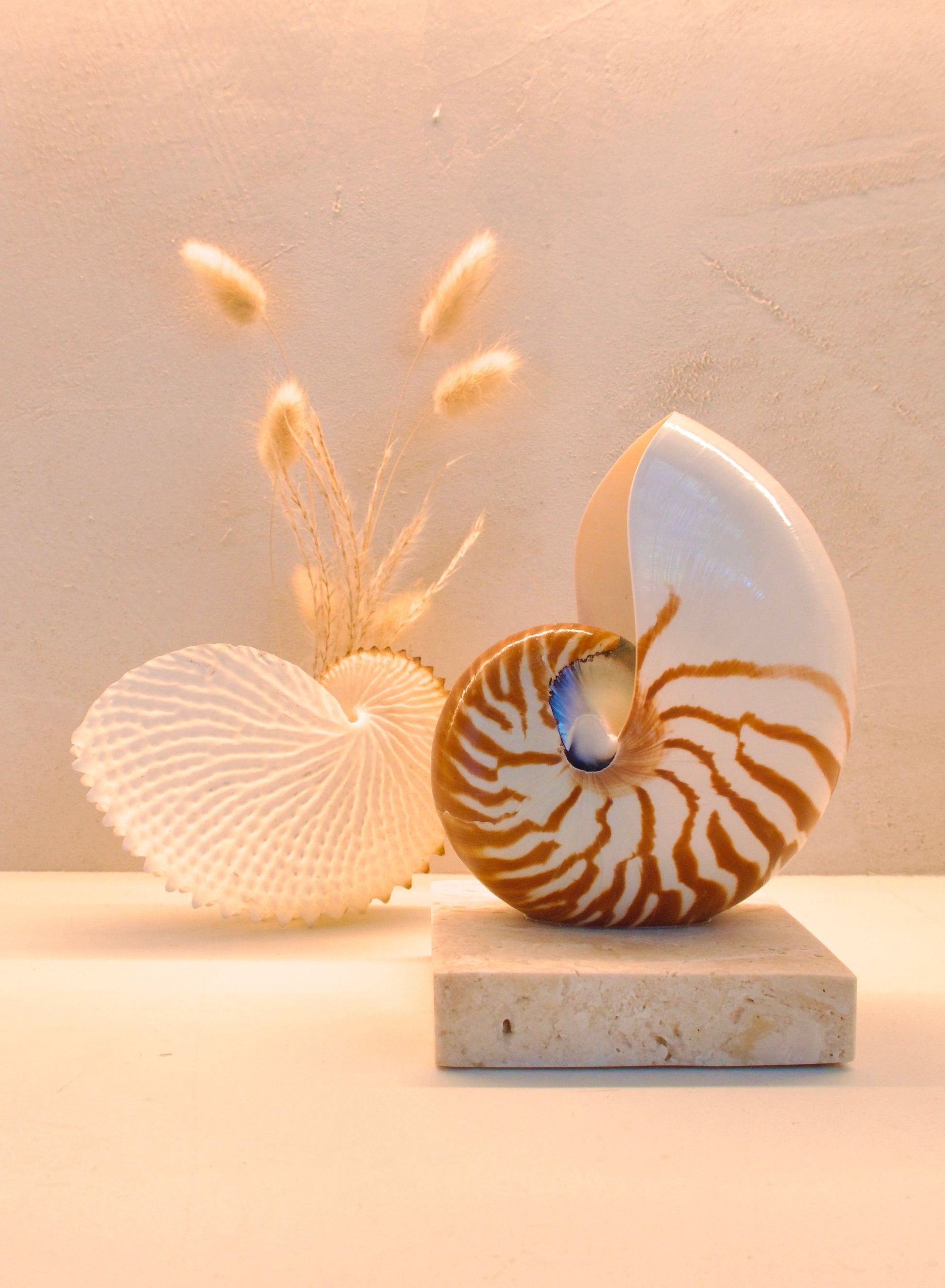 small nautilus shell bedside lamp on a square travertine base
