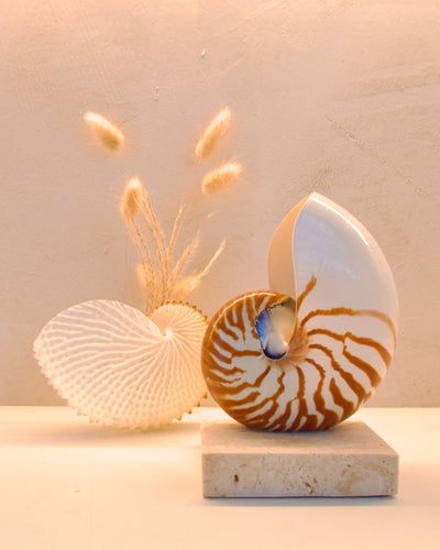 small nautilus shell bedside lamp on a square travertine base