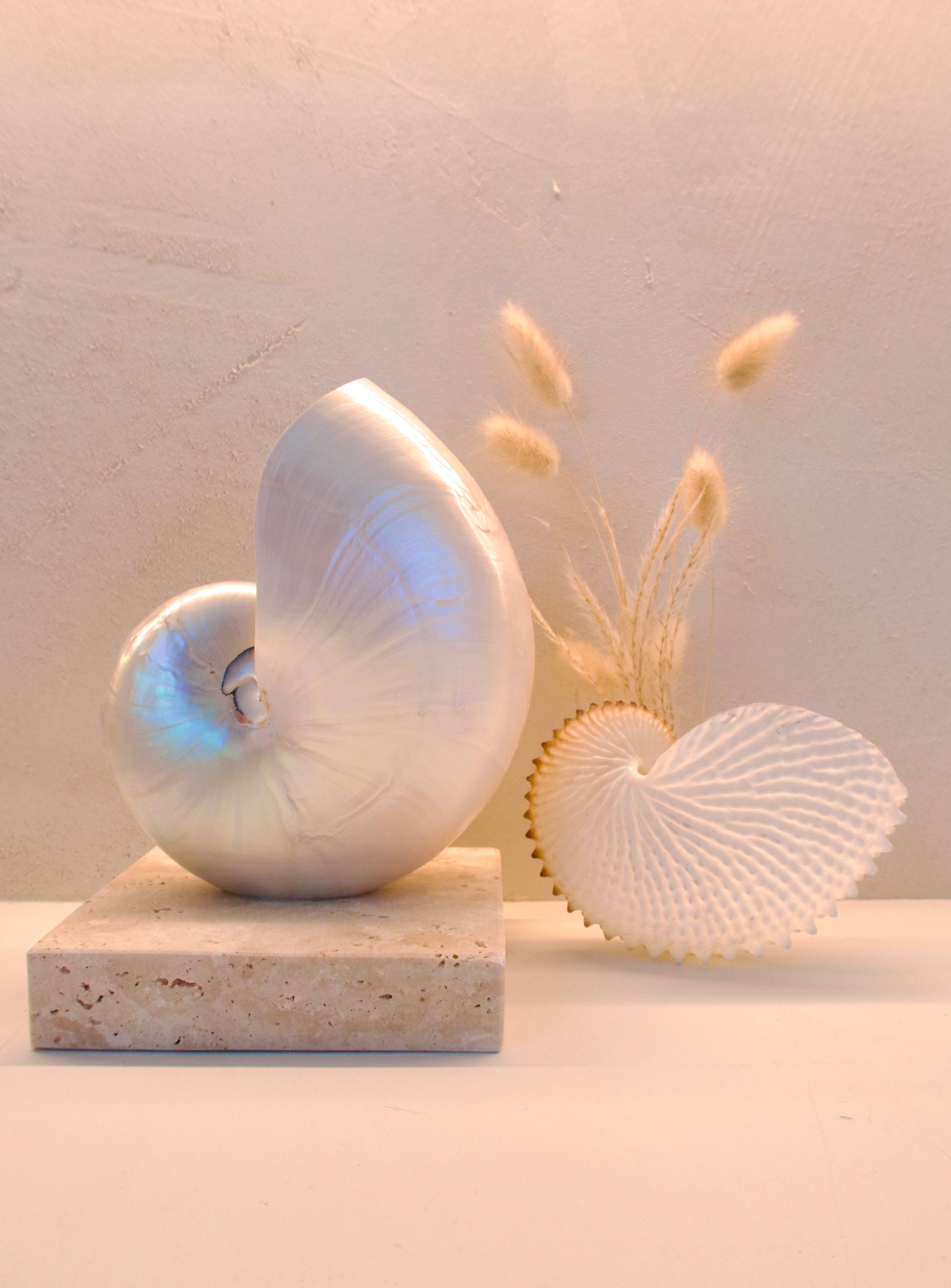 mother of pearl nautilus shell lamp on square travertine stone base