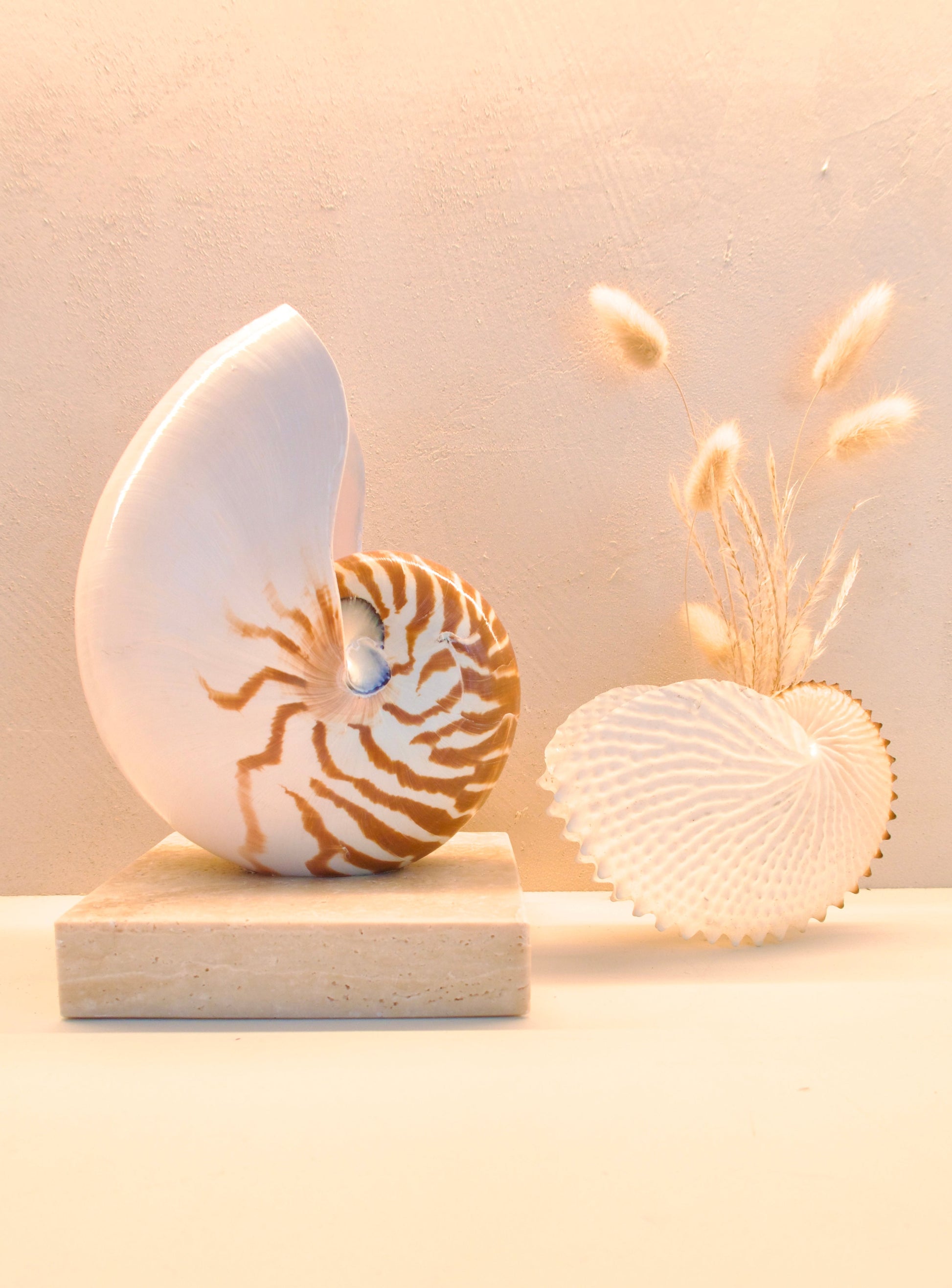 nautilus shell lamp on square travertine stone base