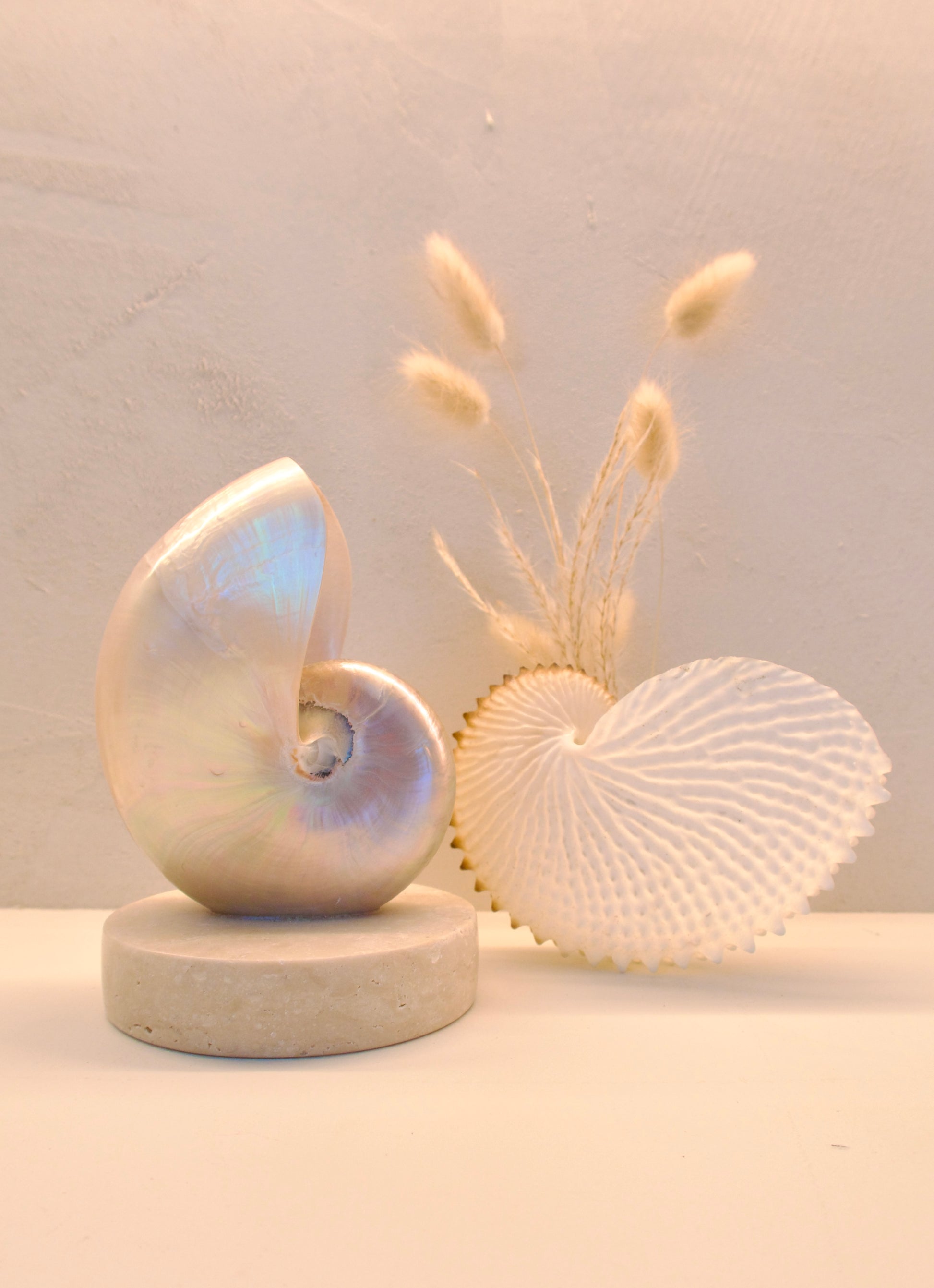 small mother of pearl nautilus shell bedside lamp on a travertine base