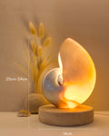 Mother of Pearl Nautilus - Large