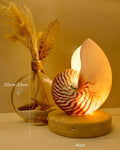 Nautilus Shell Lamp - Large