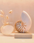 Nautilus Shell Lamp - Large Square