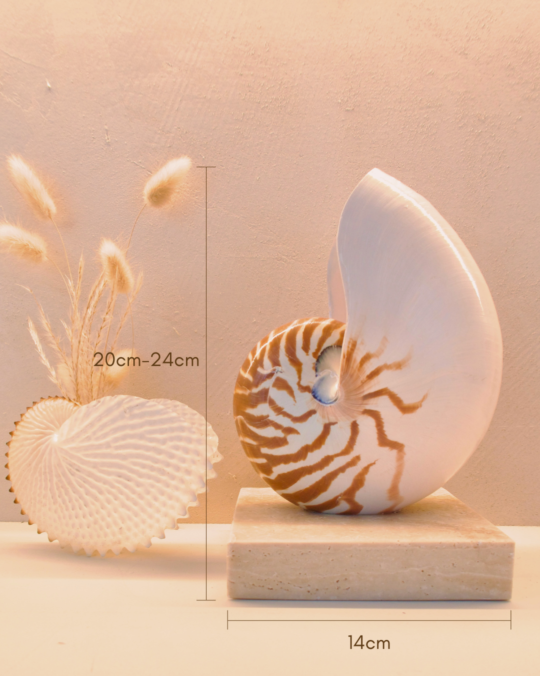 LARGE SQUARE Nautilus Shell Lamp
