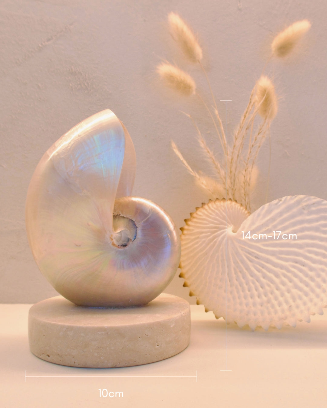 Mother of Pearl Nautilus  - Small