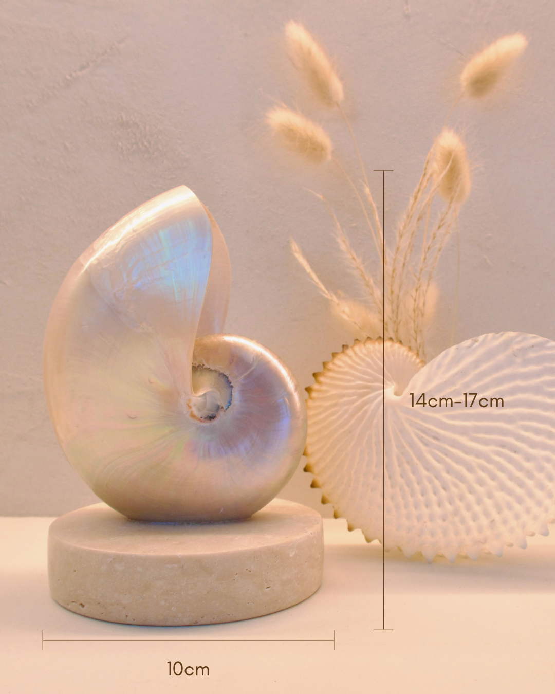 SMALL Mother of Pearl Nautilus