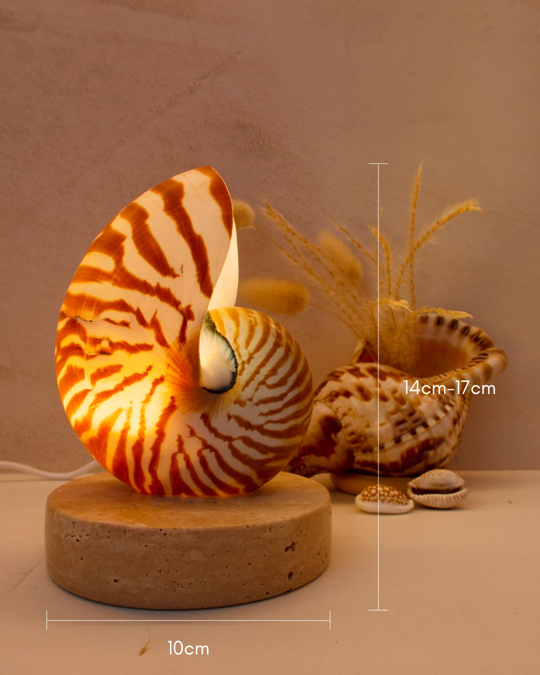 Nautilus Shell Lamp - Small