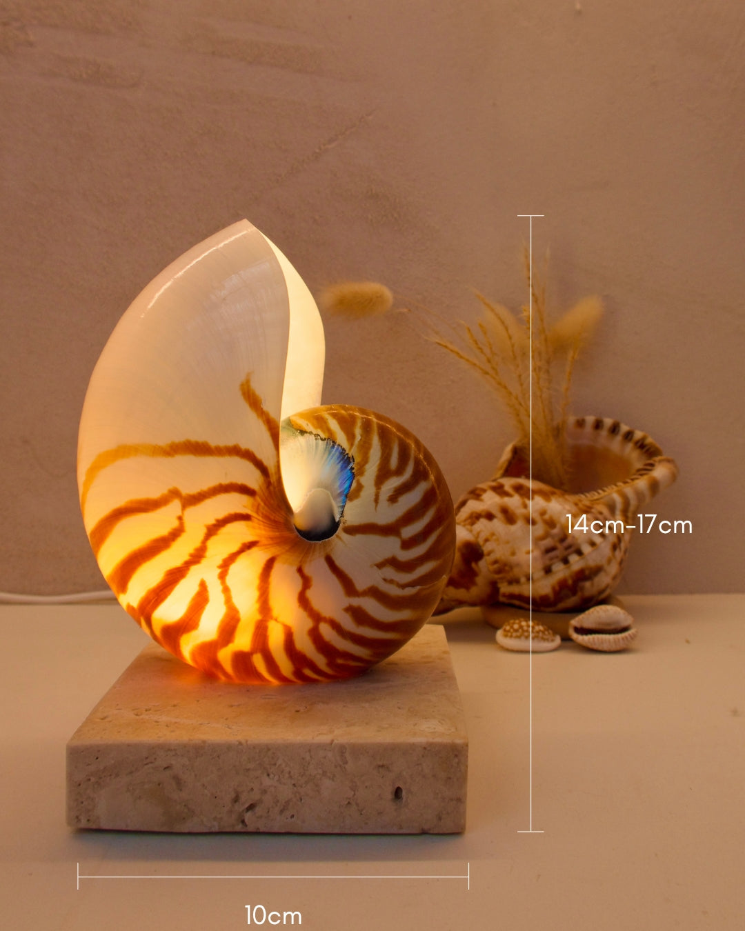 Nautilus Shell Lamp - Small Square