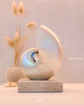 Mother of Pearl Nautilus  - Small Square