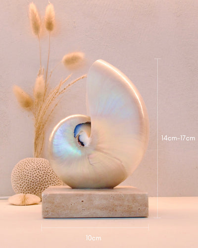 SMALL SQUARE Mother of Pearl Nautilus